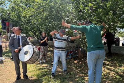 Bursa'da erik hasadı, davul zurna ile yapıldı