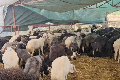 Bursa'da kurban pazarı kan kaybetmeye devam ediyor! Satıcı az, alıcı yok...