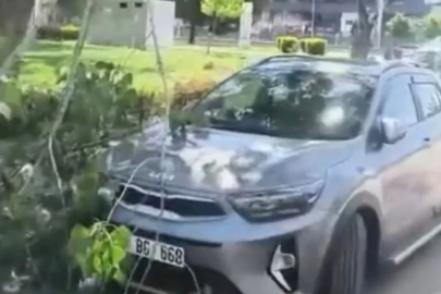 Bursa'da park halindeki araçların üzerine ağaç düştü...