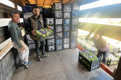 Bursa'da yazın ilk hasadı başladı! Fiyatlar yüz güldürdü