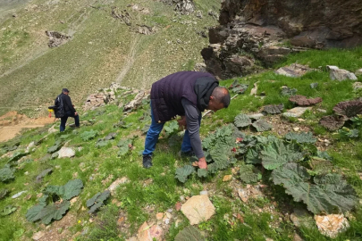 Dağ, tepe demeden kilometrelerce yürüyüp topluyorlar! Kilosu 750 liradan kapış kapış satılıyor