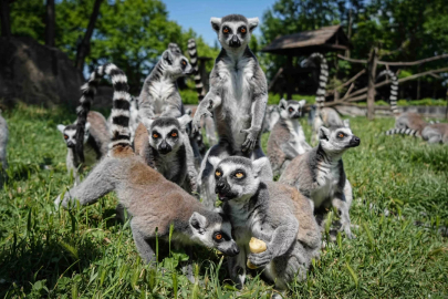 Bursa'da dikkat çeken uygulama: Hayvanat bahçesinde penguenler serinliğe, lemurlar soğuk meyvelere emanet