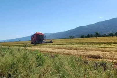 İznik Gölü kritik seviye üstüne çıkmadı, Çeltik ekimi yasaklandı...