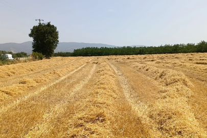 Bursa'da hasat gecikti! Üretici sezondan umutlu