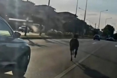 Bursa'da trafiği durduran görüntü: Ana yolda başıboş dolaştı!