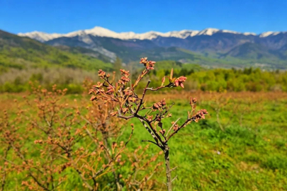 Bursa'nın 'mavi altını' Avrupa sahnesinde