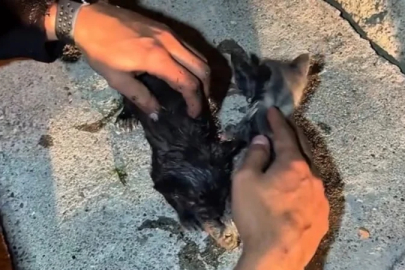 Çankırı'da yangında mahsur kalan kedileri itfaiye ekipleri kurtardı