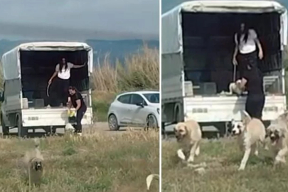 Tepki yağdı! Bir kamyonet dolusu sokak köpeğini bıraktıkları yere bakın...