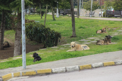 Çocuğuna saldıran köpeği vuran şahıs ilk kez konuştu!