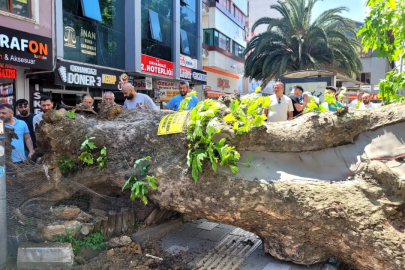 Bursa'nın bir ilçesinde büyük panik! dev ağaç bir anda yıkıldı
