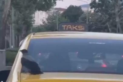 Bursa trafiğinin en sevimli kaçak yolcusu