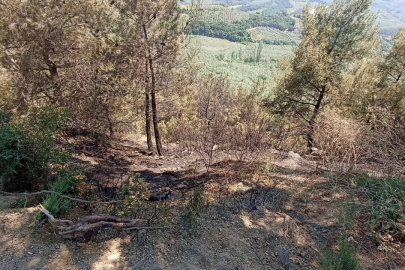 Gemlik Belediyesi'nden Yeniköy'deki yangınla ilgili açıklama!