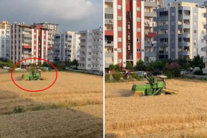 Apartmanların gölgesinde hasat!