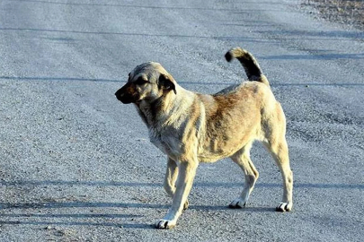 Bursa'da başıboş köpekler için pankartlı uyarı!