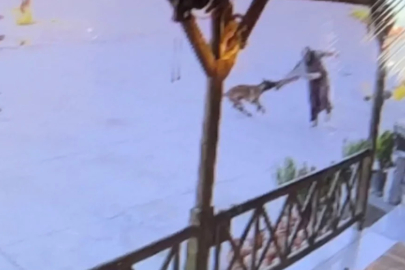 Aniden saldırdı, kimse ayıramadı! Kadının kolunu kopardı
