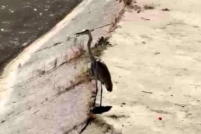 Gri balıkçıl ile martı aynı karede av bekledi