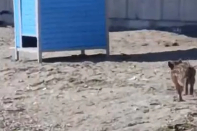 Mudanya sahilinde akılalmaz görüntüler
