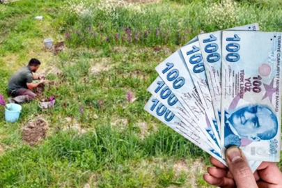 Toplaması yasak: Kilosu binlerce lira!