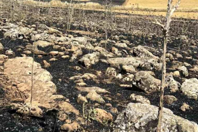 Yüzlerce dönüm ekili alan kül oldu