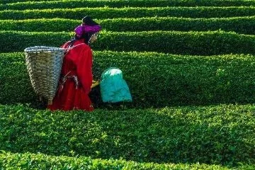 2024 yılı yaş çay alım fiyatı belli oldu