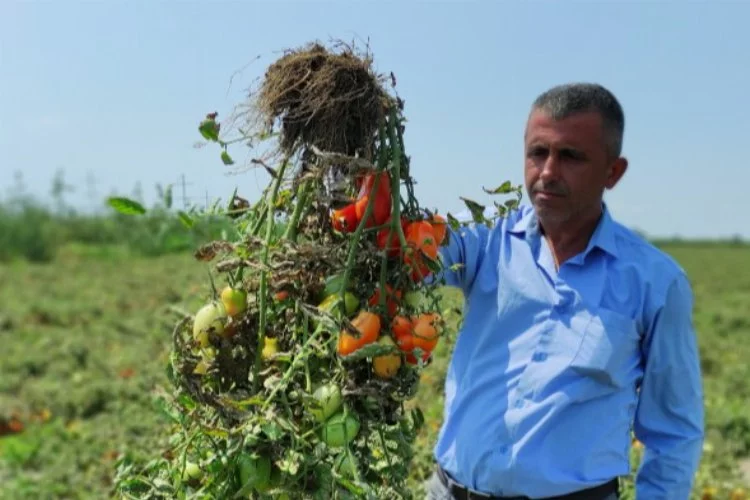 Bursa'da hasada sayılı günler kala hüsran