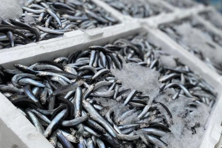 Balıkçılar hamsi bolluğu için sıcaklığın düşmesi bekleniyor