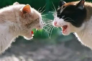 Bir kedinin bir başka kediyi kovalamasının en yakın çekimi