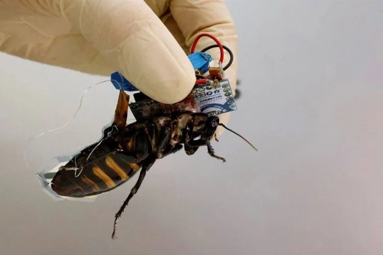Japonlar, küçük cihazlarla böcekleri kontrol edebiliyor