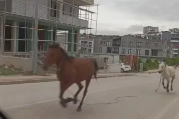 Bursa'da başıboş atların cadde turu