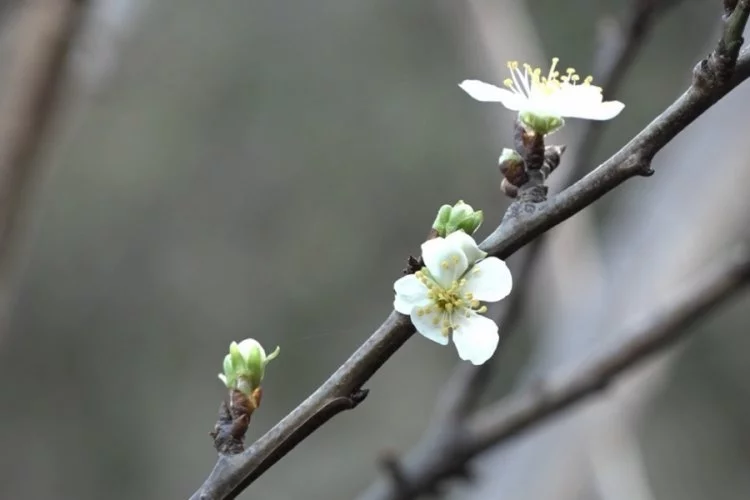 Bursa'da erik ağacı çiçek açtı