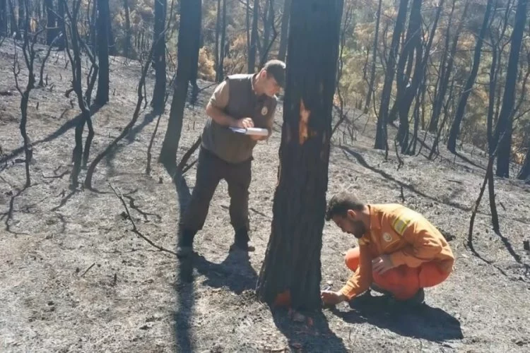 Bursa'da yanan 25 hektarlık ormanlık alanın bilançosu çıkarılıyor