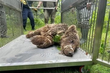 Bursa'da yaralı olarak kurtarılan ayı Karacabey Ayı Barınağına götürüldü