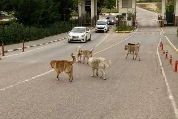 Bursa Kızılcıklı Mahallesi, başıboş köpek sorununa çözüm istiyor!