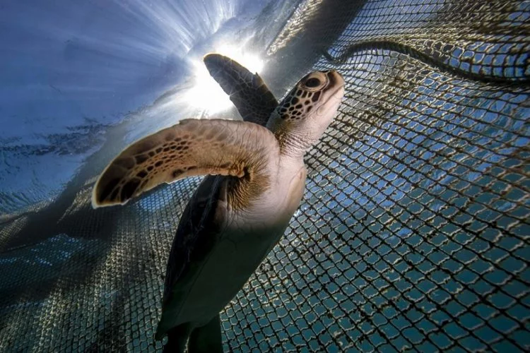 Deniz kaplumbağalarının tehlikeli yolculuğu görüntülendi!