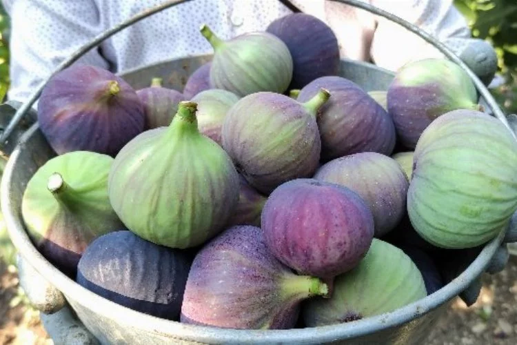 Dünyada sadece Bursa’nın 40 köyünde yetişen Bursa siyah incirinin hasadı başladı