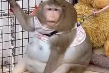 Dünyanın en şişman maymunu kendini yedi