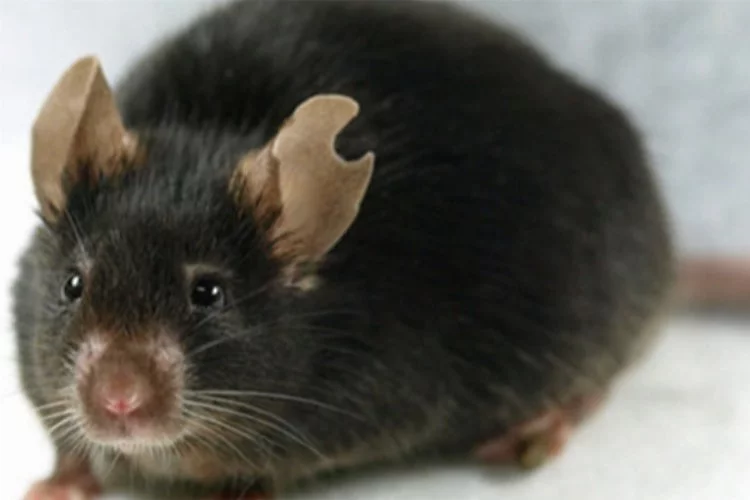 Genetikte bir ilk! Kurutulmuş deri hücresinden fare klonlandı