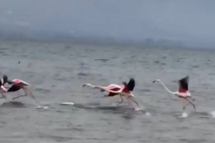 Göç yolundaki flamingolar İznik Gölü'nde mola verdi