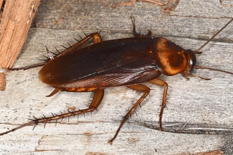 'Hamam böceği' istilası: Gündüz ölü taklidi yapıyorlar gece evlere dadanıyorlar