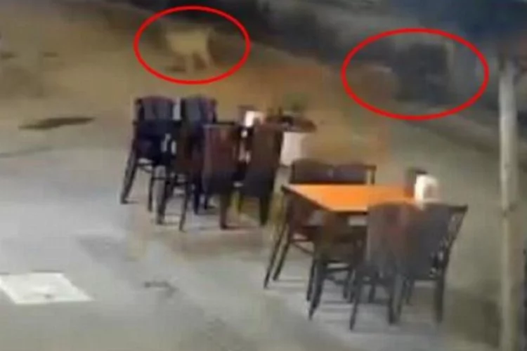 Adana'da başıboş köpeklerin yayaya saldırdığı anlar kamerada