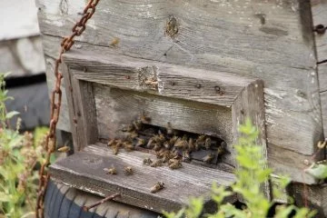 Hataylı bal üreticisi, atletle arılarına bakım yapıyor