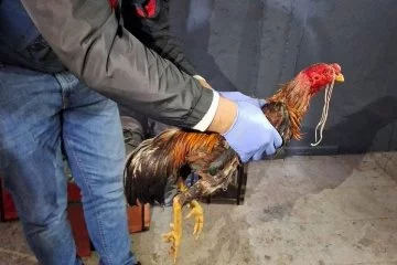 'Hayvanları Koruma Derneği'nde horoz dövüştüren 29 kişi yakalandı