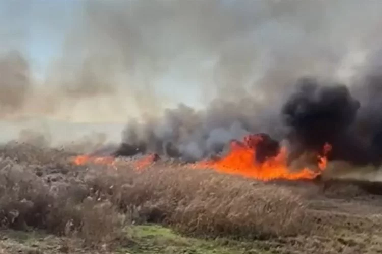 İznik'teki sazlık yangını söndürüldü