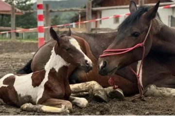 Karabük’te at ve yavrusu doğumdan hemen sonra görüntülendi
