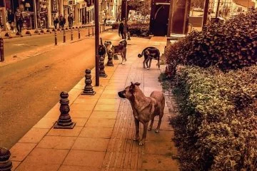Kocaeli Valiliği'nin sokak köpekleri için belediyelere gönderdiği yazı gündem oldu!