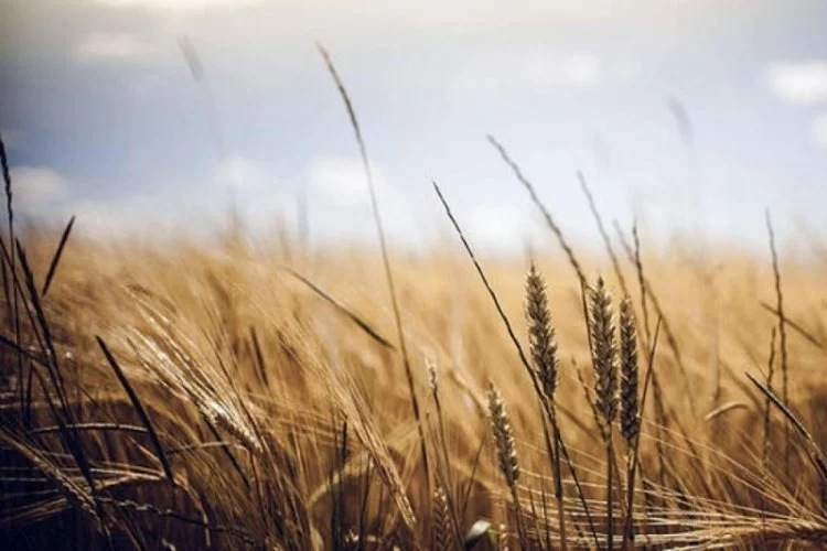 Macaristan, Polonya ve Slovakya, Ukrayna tahıl ihracatı yasağına devam kararı