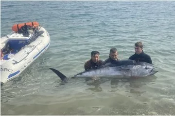Mersin'de zıpkınla 150 kilogramlık orkinos avı