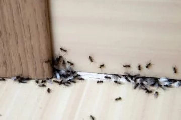 O iki malzemeyi karıştırın evinizdeki karıncaları temelli gönderin…