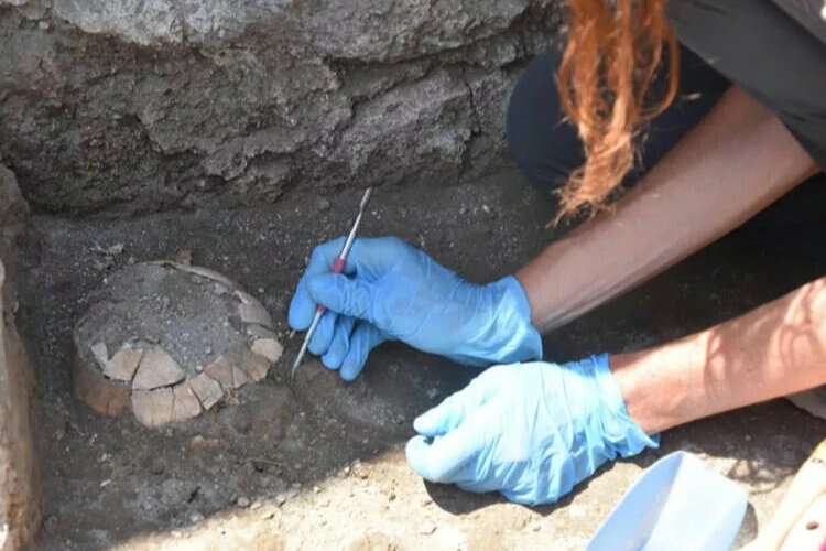 Pompeii'de kaplumbağa ve yumurtaları bulundu!
