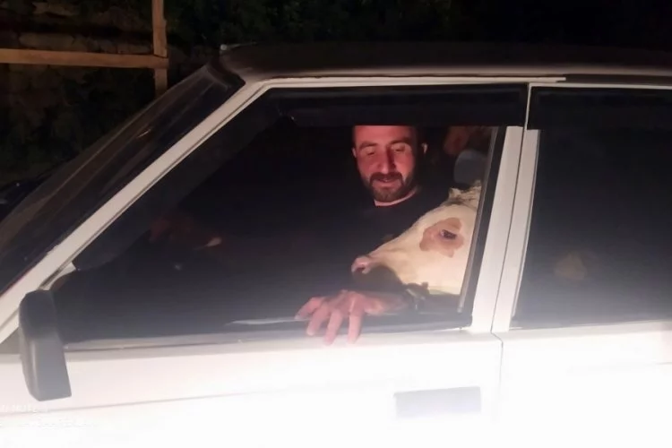Sivas'ta bir kişi, yem yemeyen buzağısını arabayla gezdirdi